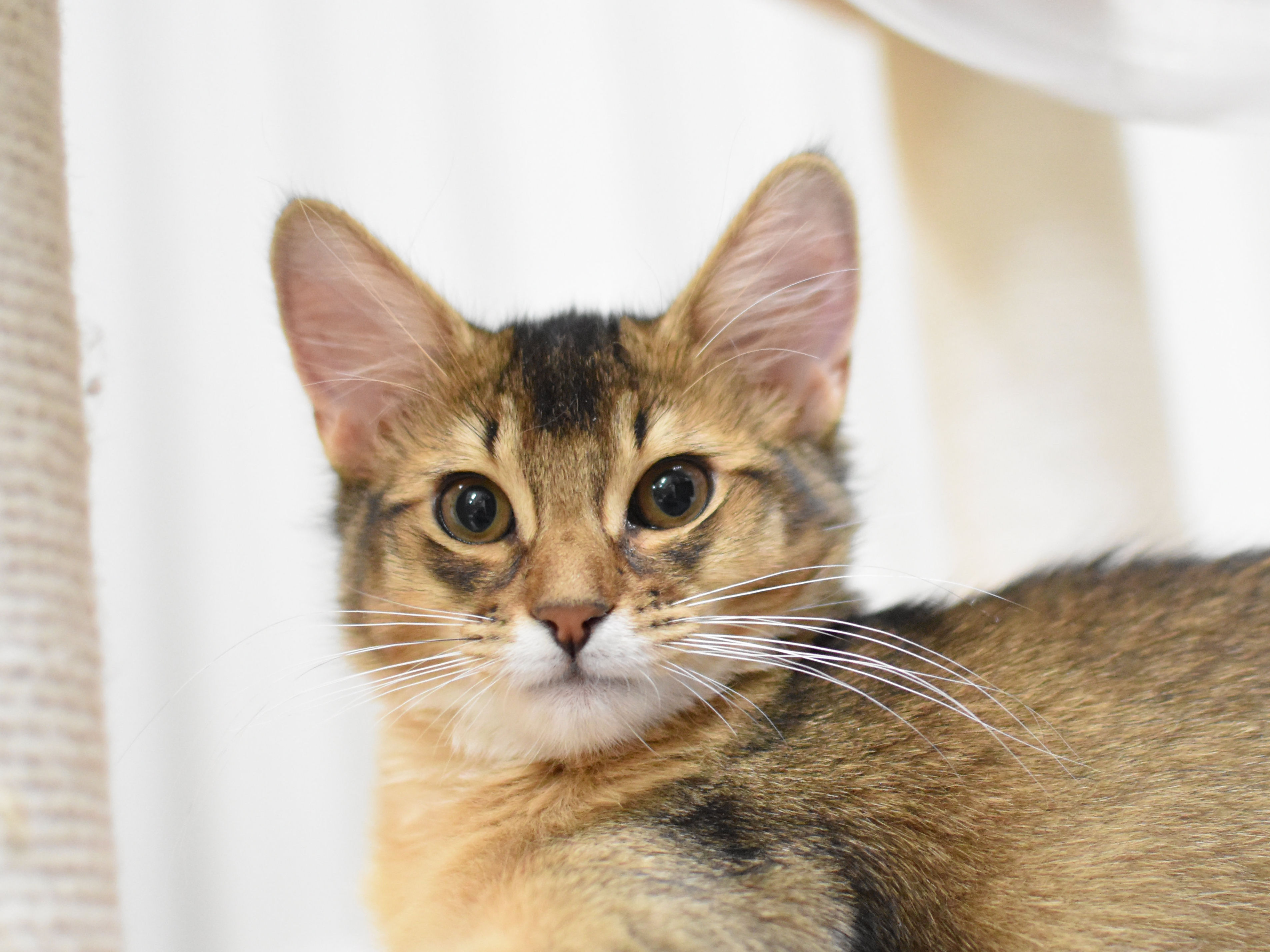 ソマリ　ルディ　めす　（２５年１０月９日生れ）